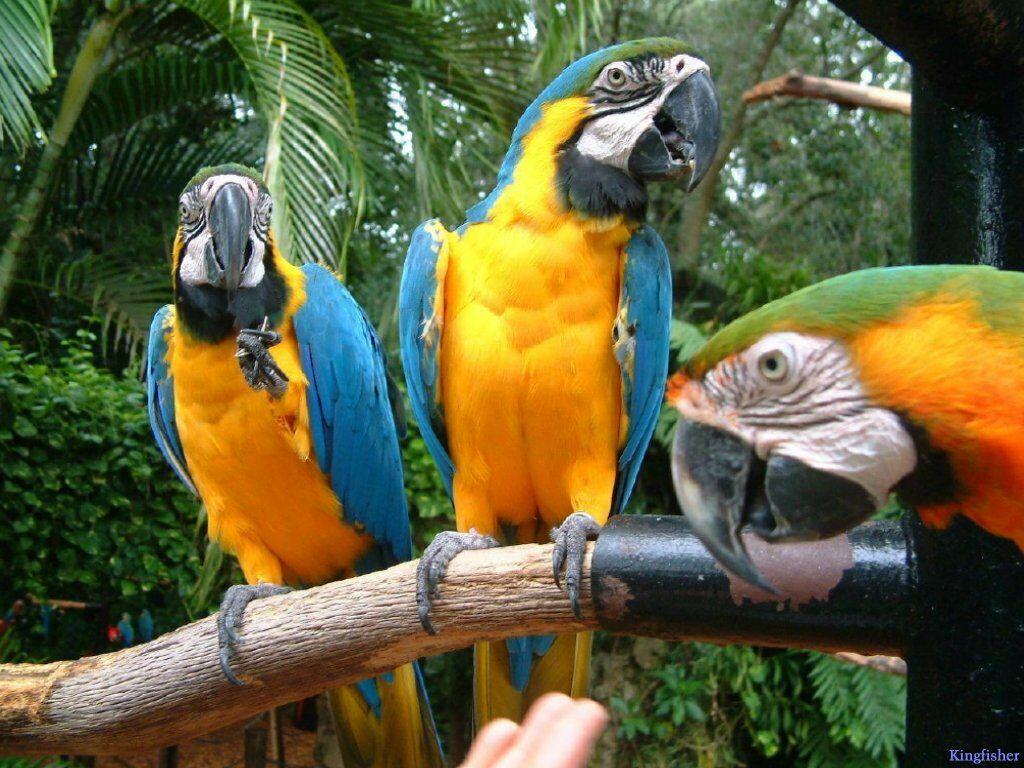 Parrot Wallpapers Fun Animals Wiki Videos Pictures HD Wallpapers Download Free Images Wallpaper [wallpaper981.blogspot.com]