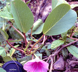 Ipomoea pes-caprae, beach morning glory