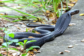 King cobras are in danger of becoming extinct