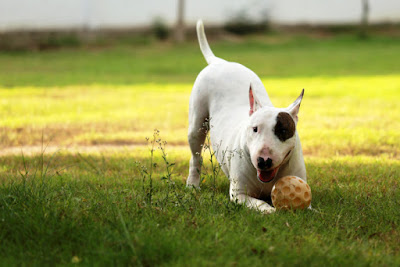 bull-terrier-inglese_associazione_mammagatta