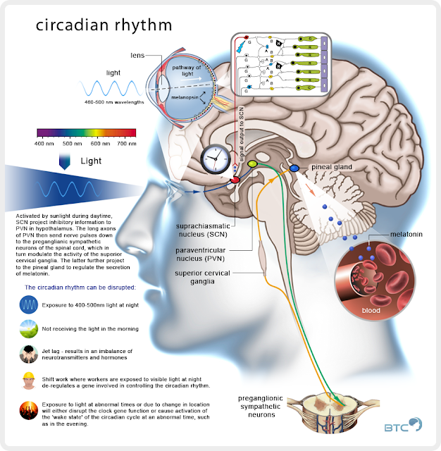 https://www.thepaleomom.com/the-new-science-of-sleep-wake-cycles