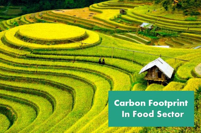 Carbon Footprint in the Sustainable Food Sector