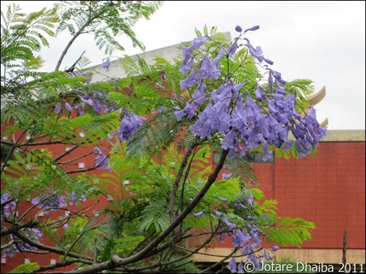 Blue Mimosa6_final