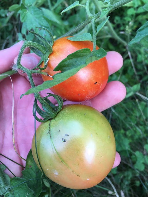 home grown tomatoes on the vine