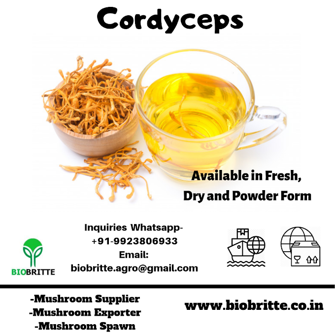 What Is Cordyceps Mushroom