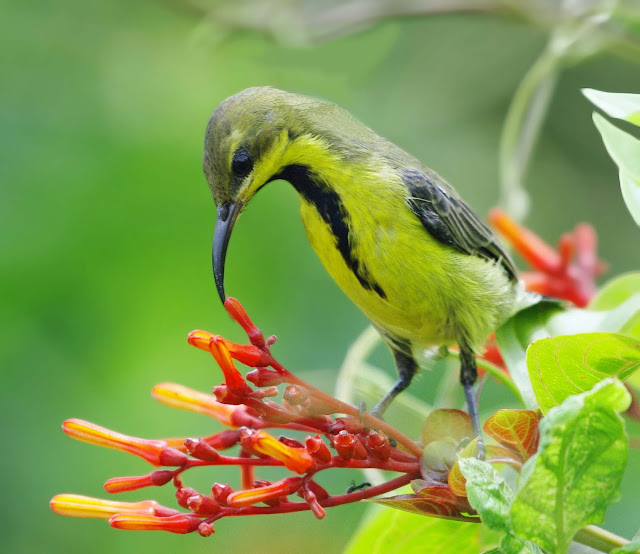 Unveiling the Charm of the Olive-backed Sunbird: A Miniature Marvel in Nature