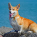 The Best Brushes For Corgis In The United States