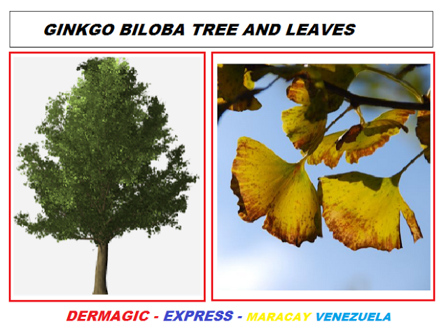 Ginkgo Biloba