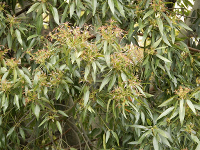 昆士蘭瓶幹樹的葉