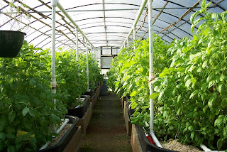 GREEN HOUSE