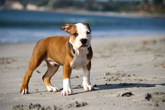 Top 10 most dangerous dog breeds in the world