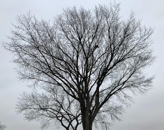 Spooky trees by Marie Powell