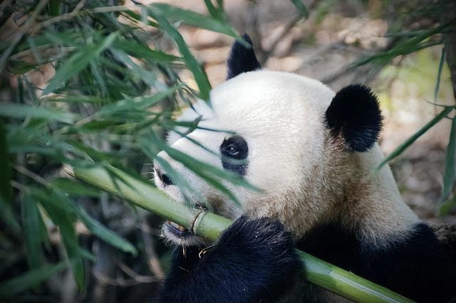 what do pandas eat