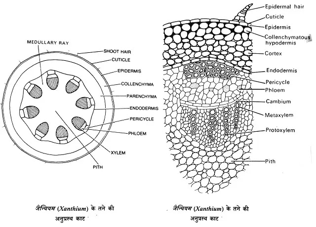 द्विबीजपत्री तनों की आन्तरिक रचना (Internal Structure Of Dicot Stems)|hindi