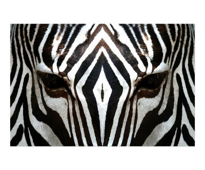 wallpaper zebra stripes. white with black stripes