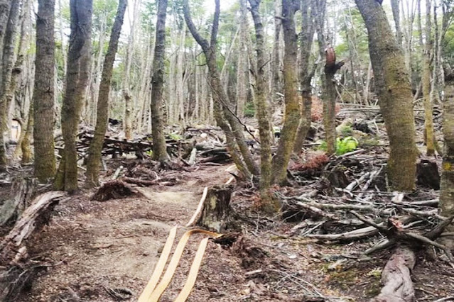 A pesar de la prohibición hubo 5 incendios forestales en sectores usurpados de Ushuaia