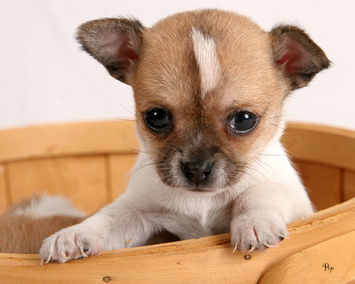 The dog in world: Chihuahua dogs