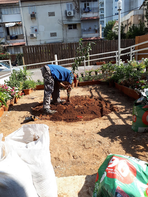 הגינה בצורת מלבן, כשנמצאים בתוכה ממול עם הגב לבית - הרמפה בצד ימין וממול עם מעקה ברזל לבן. את הגינה מקיפים עציצים מסביב. באמצע הגינה יש ערוגה עגולה ובה יעקב שתל עץ תפוז סיני.