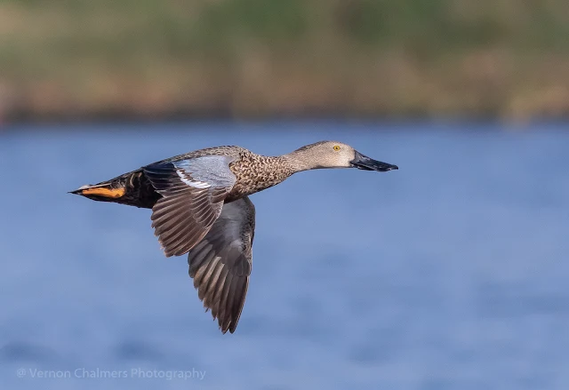 Cape shoveler duck in flight Woodbridge Island, Milnerton