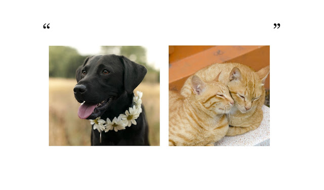 Talk about cats and dogs... Interviews with leading scientists and authors at Companion Animal Psychology