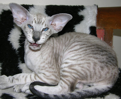 peterbald cat pets information