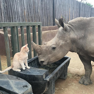 Gato valiente forma una amistad cercana con bebé rinoceronte