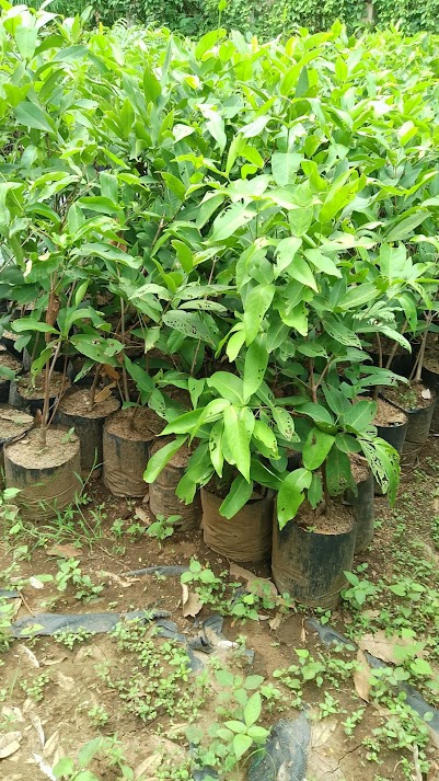 jual pohon bibit jambu madu deli hijau cepat buah tangerang Bandar Lampung