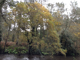 By E.V.Pita / River Anllóns to Ponteceso (Galicia , Spain) Fall 2012