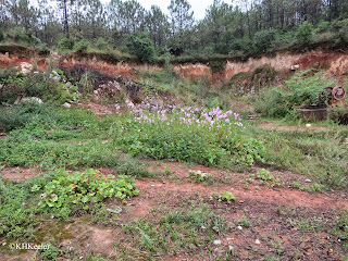 garden cosmos, Yunnan, China