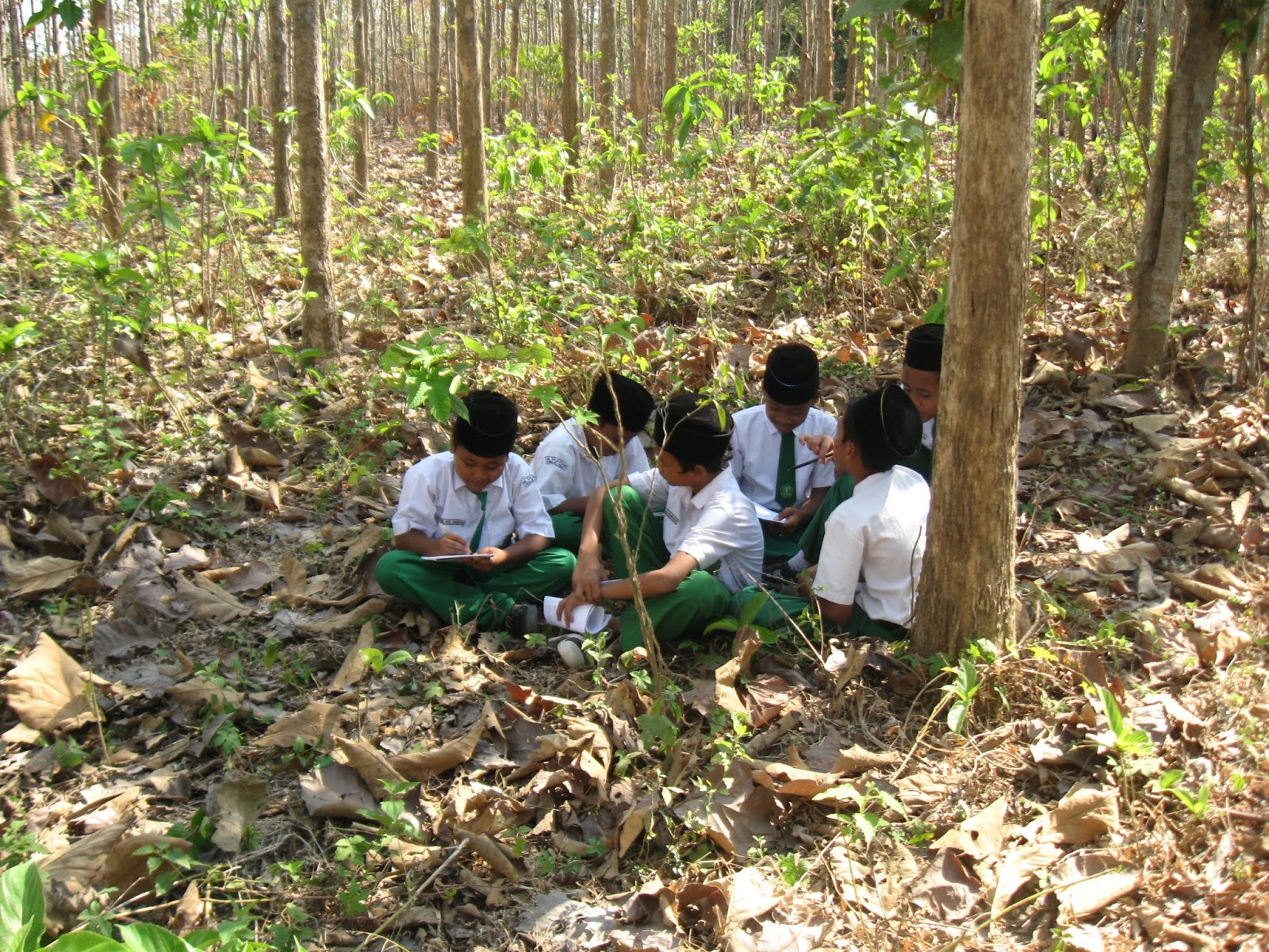 LAPORAN OBSERVASI HUTAN BUATAN DI PULUT BANGILAN BILIK 