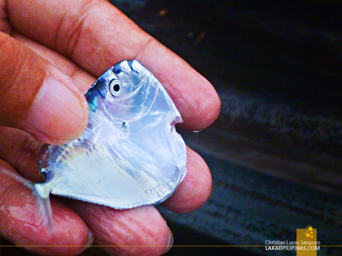 Moonfish at Lambaklad Fishing in Tibiao, Antique