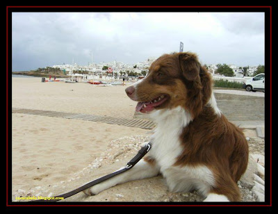 australian shepherd in praia da luz