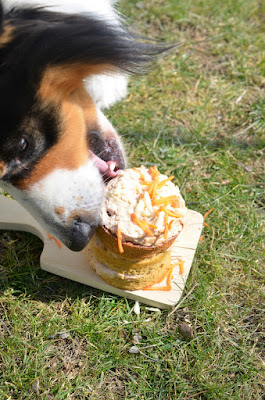 Ein Hund frisst ein Geburtstagstörtchen, das für ihn zubereitet wurde.