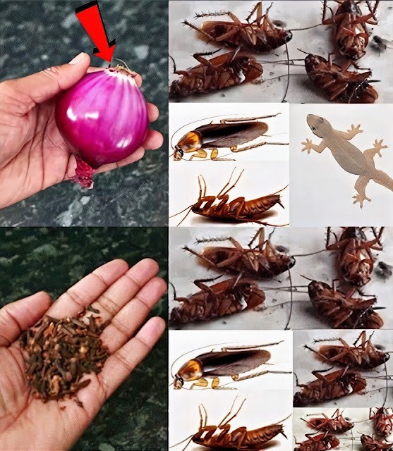 Banishing Cockroaches: Homemade Methods for a Pest-Free Home