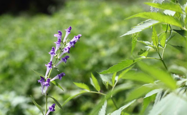 Baikal Skullcap Flowers Pictures