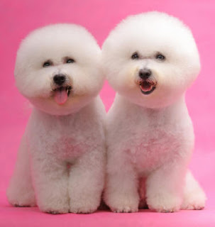 Bichon Frisé Dog puppies