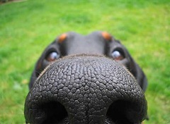 cachorro-focinho