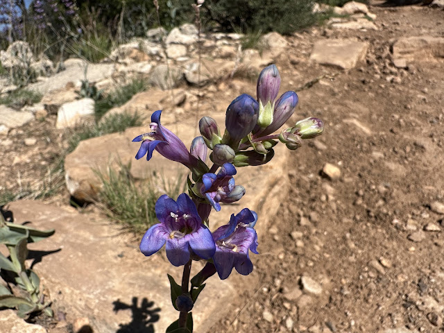 South Rim - Grand Canyon National Park