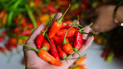 Cabe Hias Unik: Penjelasan & Foto