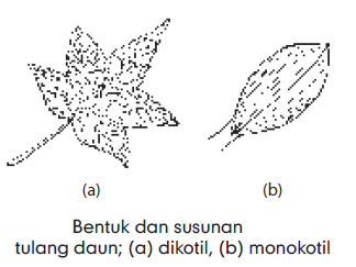  Jaringan  Pada Daun Epidermis Mesofil Jaringan  Pembuluh 