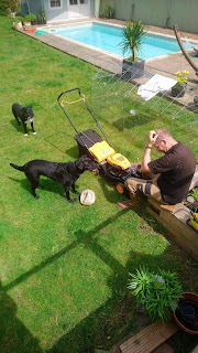 lawn mowing, dog