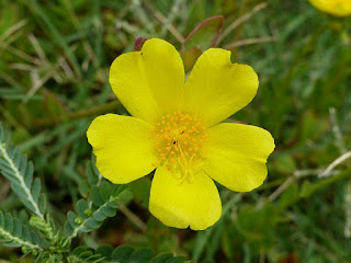 Portulaca à fleur jaune - Pourpier à fleurs jaunes