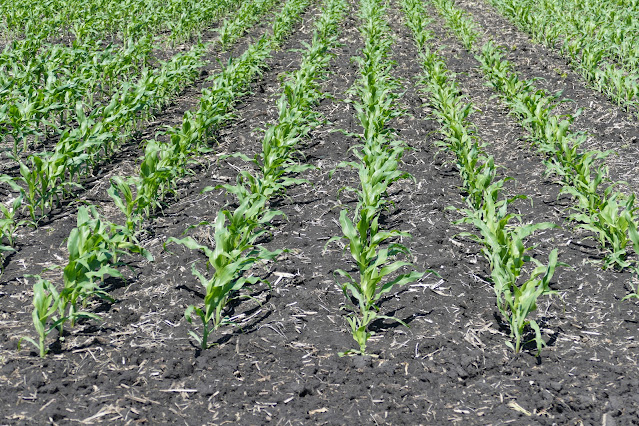 minnesota corn nitrogen fertilizer soil test