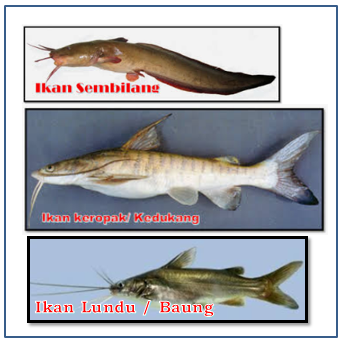 ikan pinggiran laut, nama ikan laut, ikan sembilang, ikan lele laut, ikan keropak, ikan kedukang, ikan keting, ikan baung, catfish