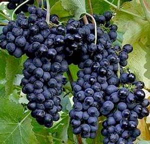 Black Grapes Fruit