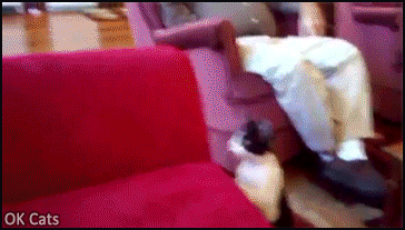 Funny GIF with caption • Crazy cat dives into fish tank!“OMG, ARE YOU OK? “NO! I'M ALL SOAKING WET!” [ok-cats.com]