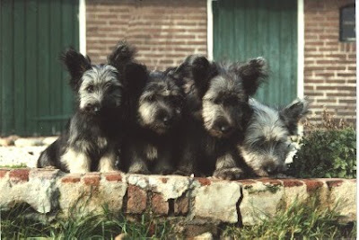 Silky Terrier