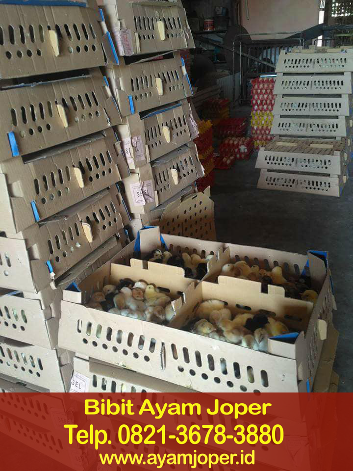 Jual Doc Ayam Jawa Super Banda Aceh 