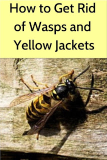 How to Get Rid of Pesky Wasps and Yellow Jackets
