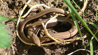 Anguis fragilis fragilis DSC45832